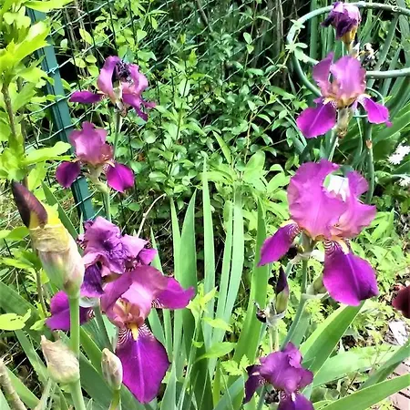 Il Piccolo Giardino Διαμέρισμα *